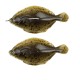 Jūrinis masalas seabehr Trendex Flounder